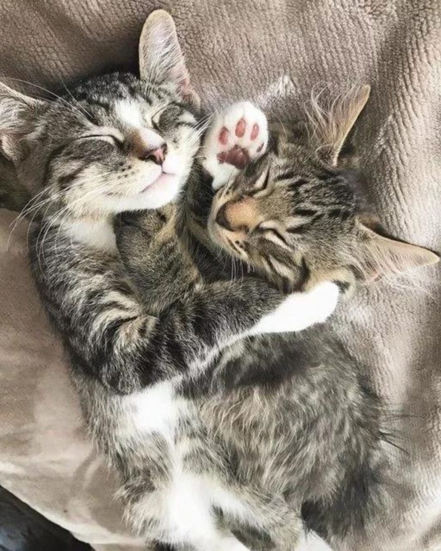 Zwei kleine Katzenbabys schlafen zusammen