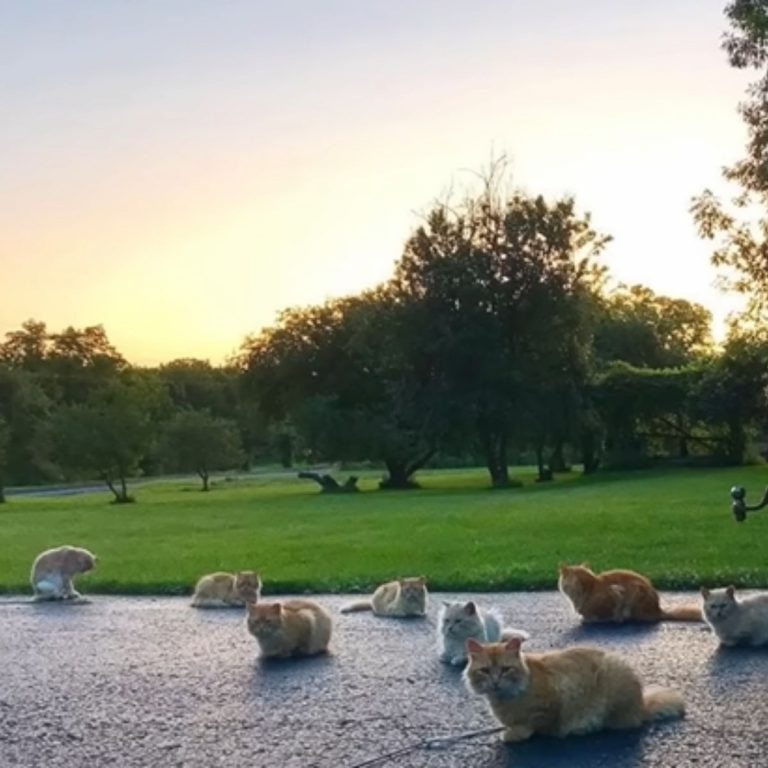 Acht Katzen liegen im Garten