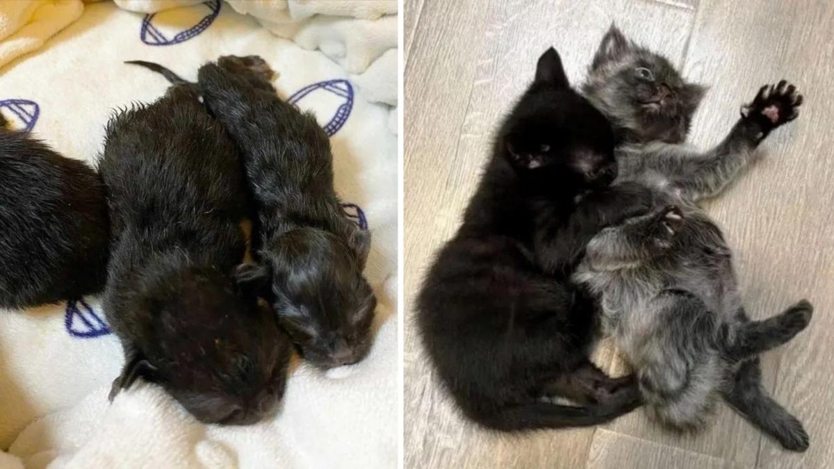 Zwei ausgesetzte Katzenbabys