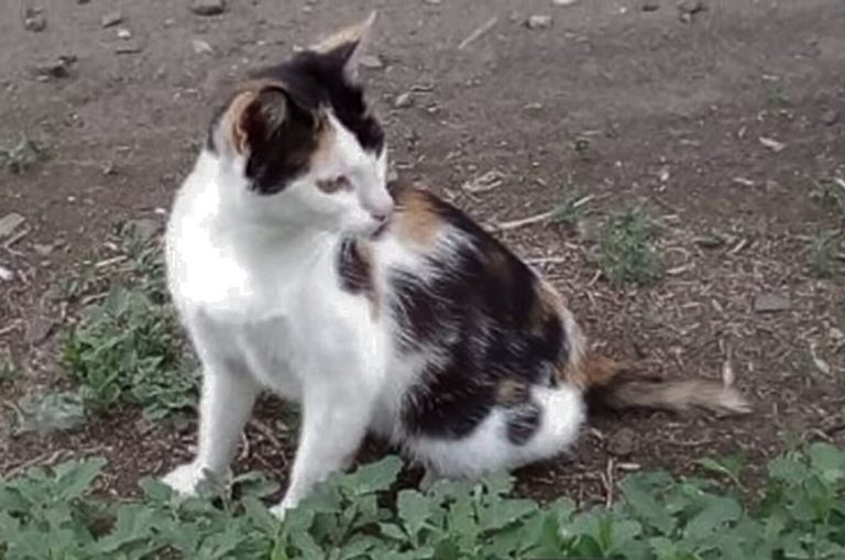 Calico-Katze sitzend