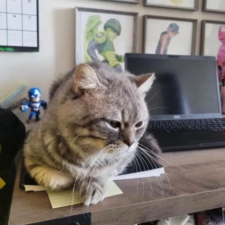 Die gerettete Katze liegt mit gesenktem Blick auf dem Tisch