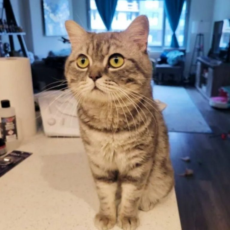 Die gerettete Katze sitzt auf dem Tisch