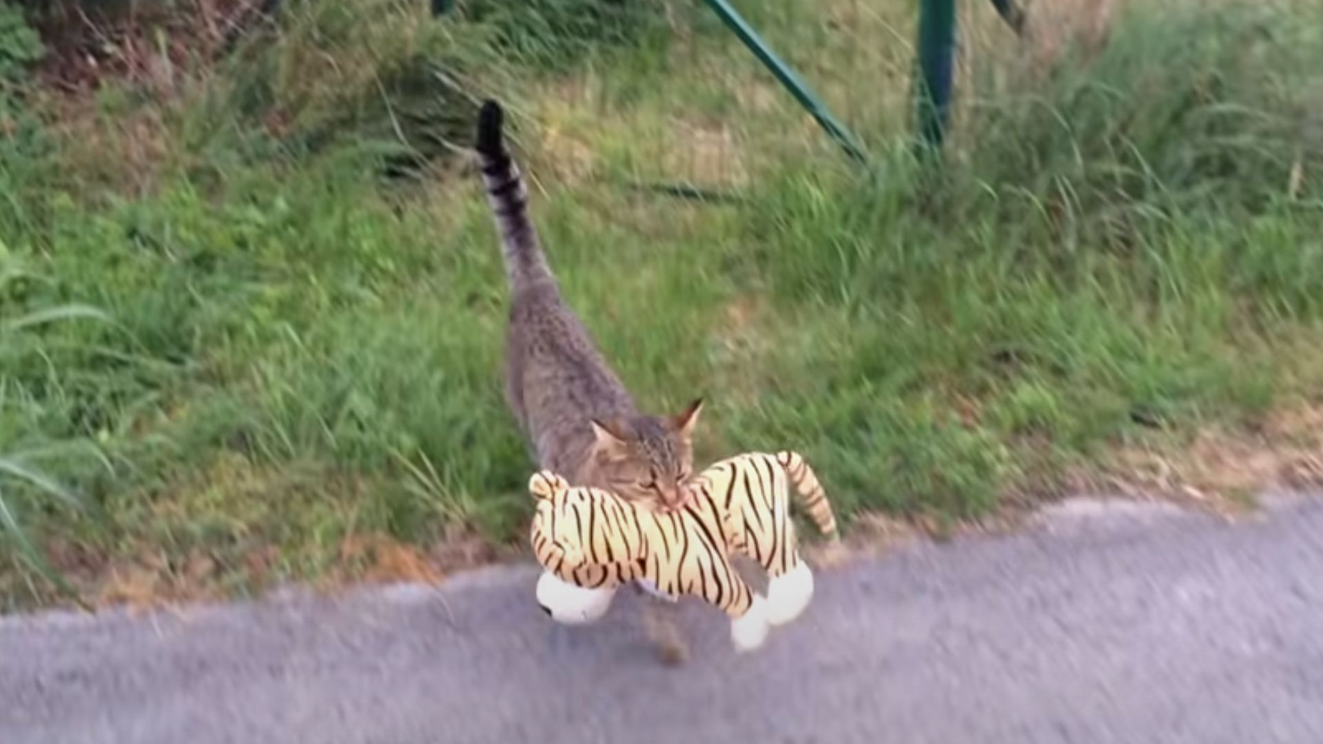 Katze traegt ein Plueschtier im Maul