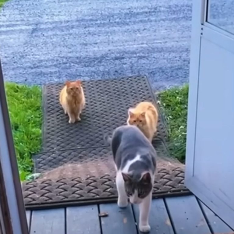 Drei Katzen gehen ins Haus