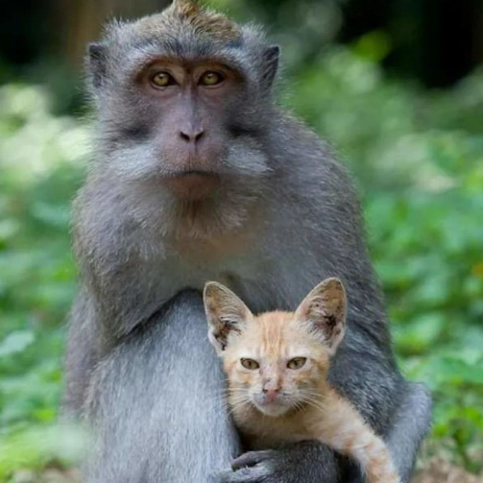 Ein Affe haelt eine Katze