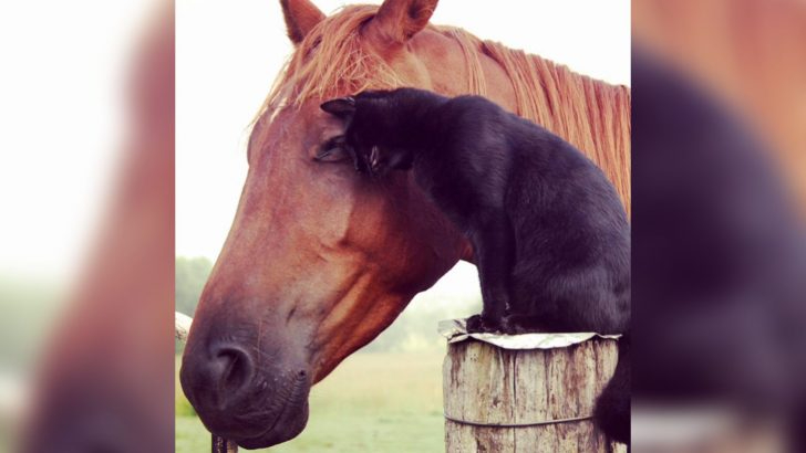 Eine Katze und ein Pferd