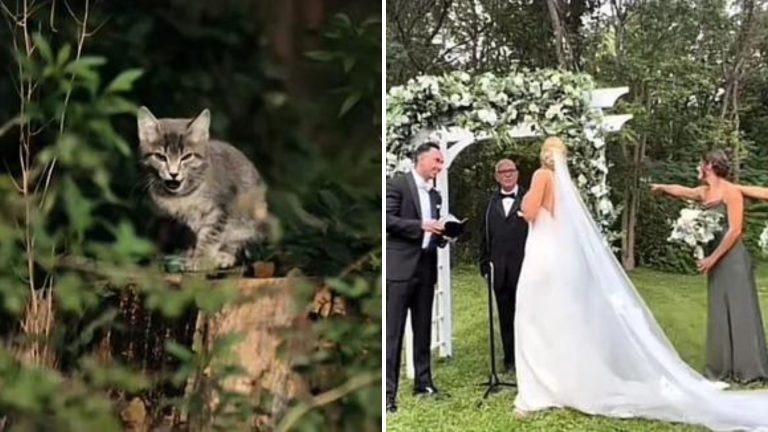 Katze platzt in eine Hochzeit