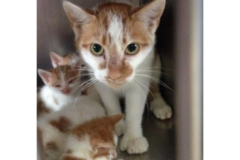 Eine gelb-weiße Katze mit ihren Kaetzchen