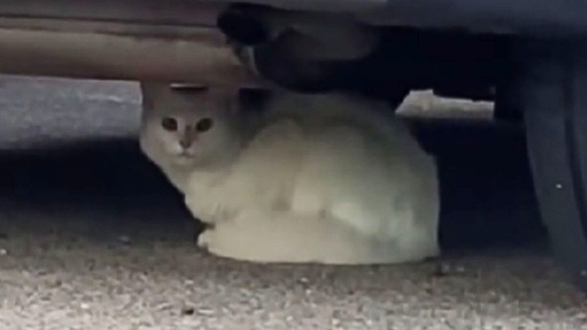 Eine Katze versteckt sich unter einem Auto