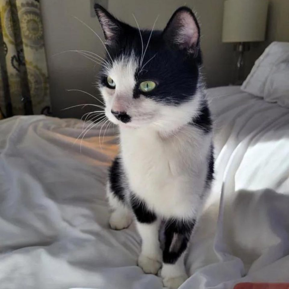 Foto von Kater Oreo auf dem Bett sitzend