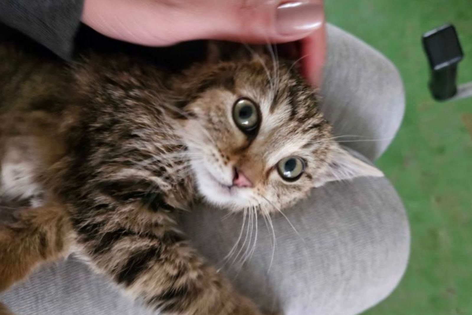 Frau streichelt  kleine Katze 