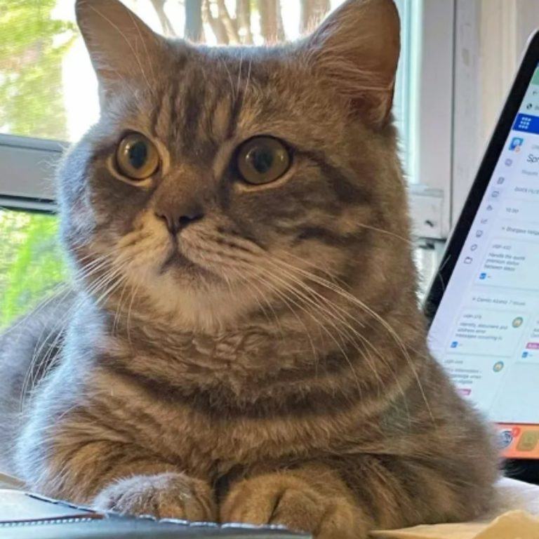 Gerettete Katze liegt auf dem Laptop