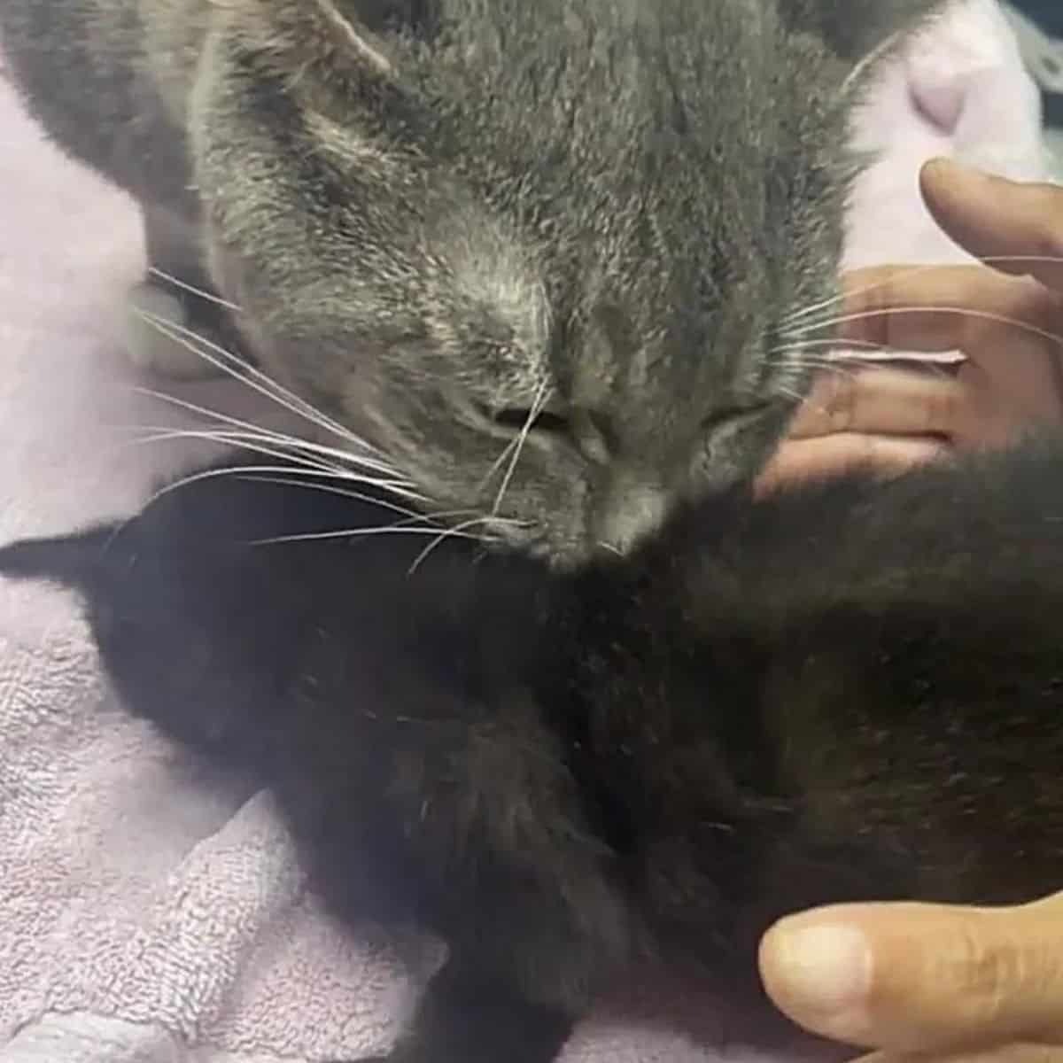 Graue Katze und ein schwarzes Katzenbaby