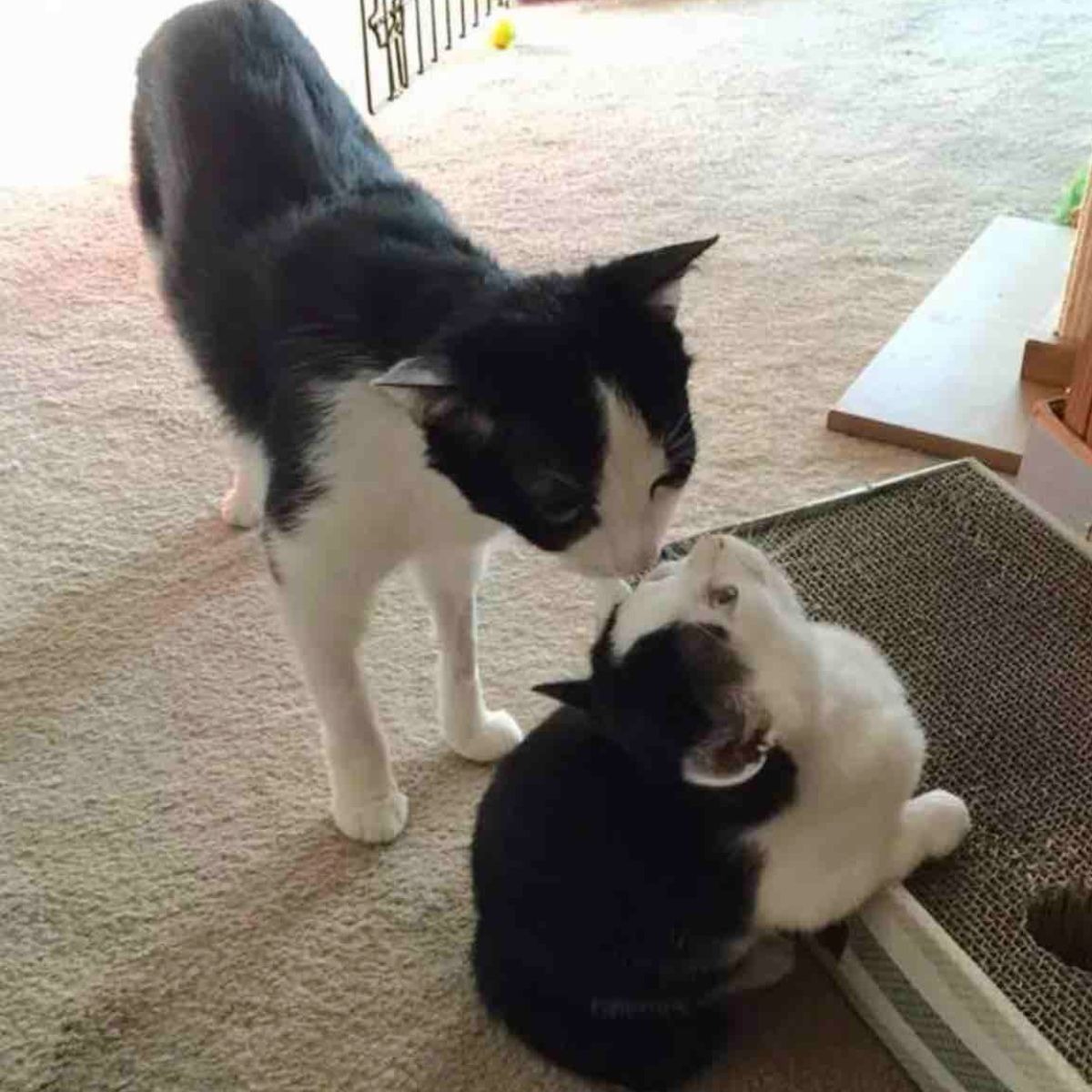 Grosse Katze beschnuppert kleine Katze