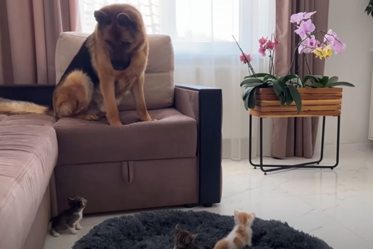 Hund auf dem Sofa betrachtet Katzen)