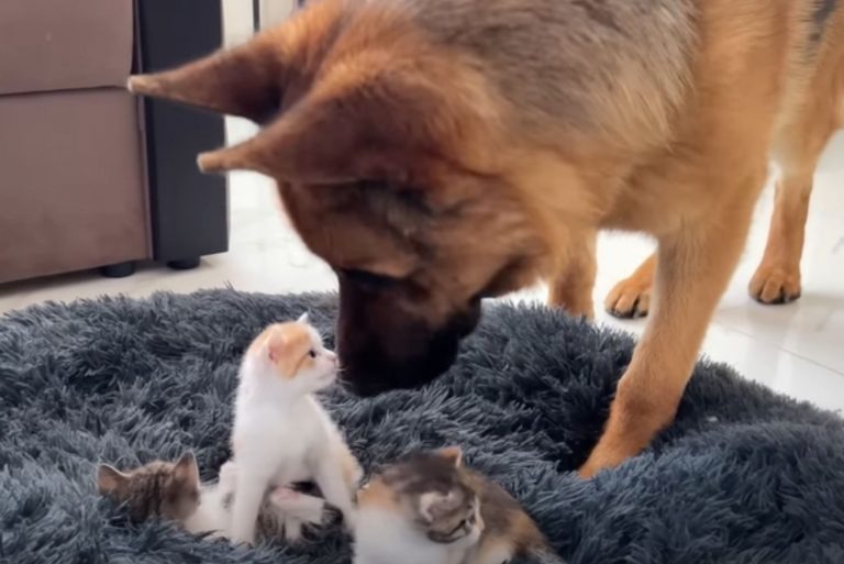 Hund beschnuppert kleine Katzen im Hundebett