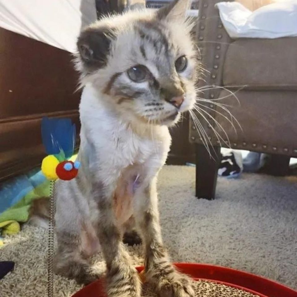 Kater spielt mit Katzenspielzeug