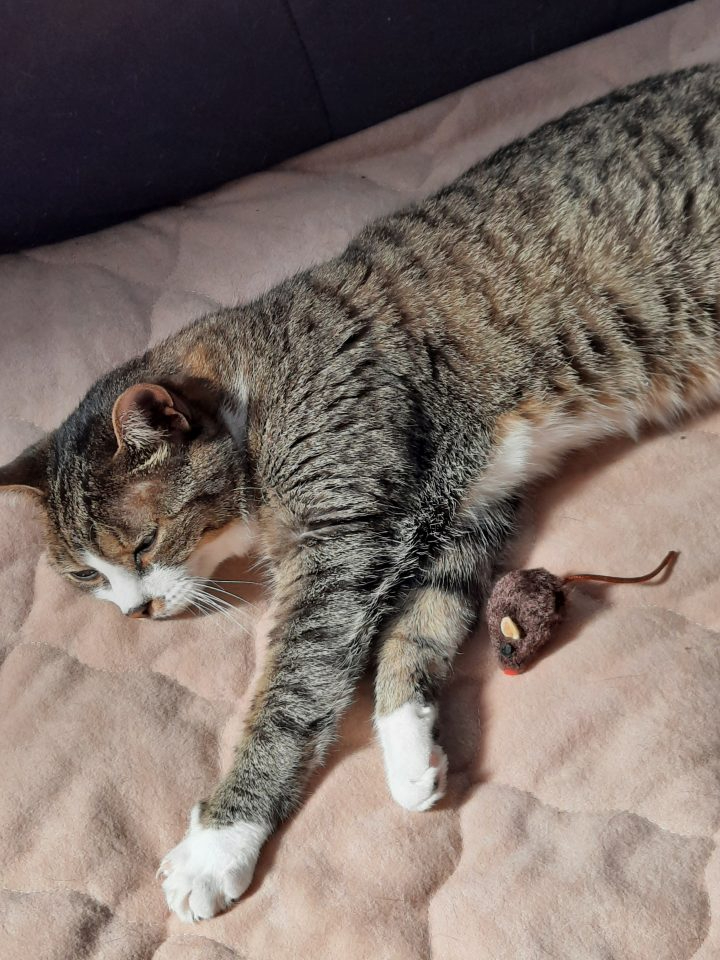 Katze Lilly auf dem Bett liegend