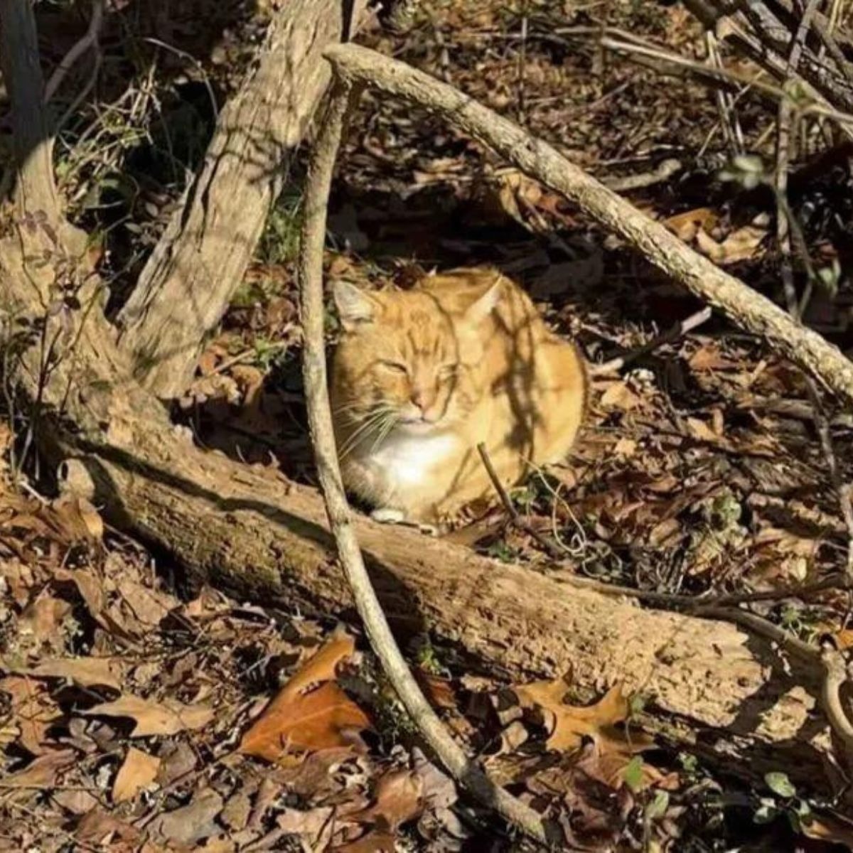 Katze allein im Park