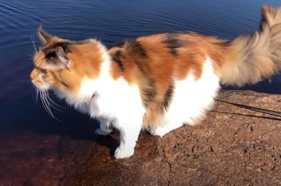 Katze am Wasser