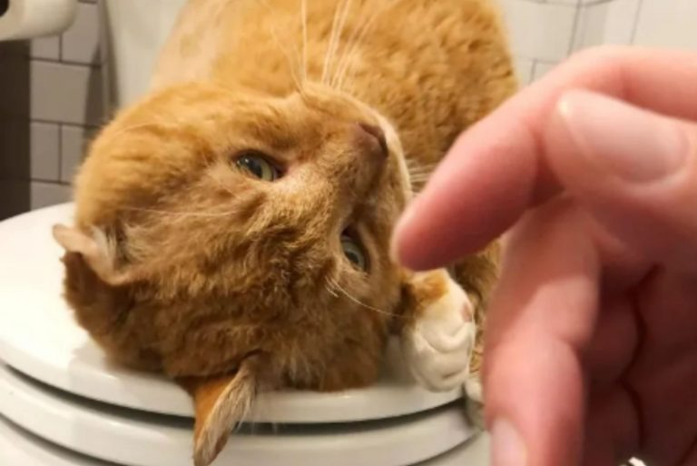 Katze auf Toilette