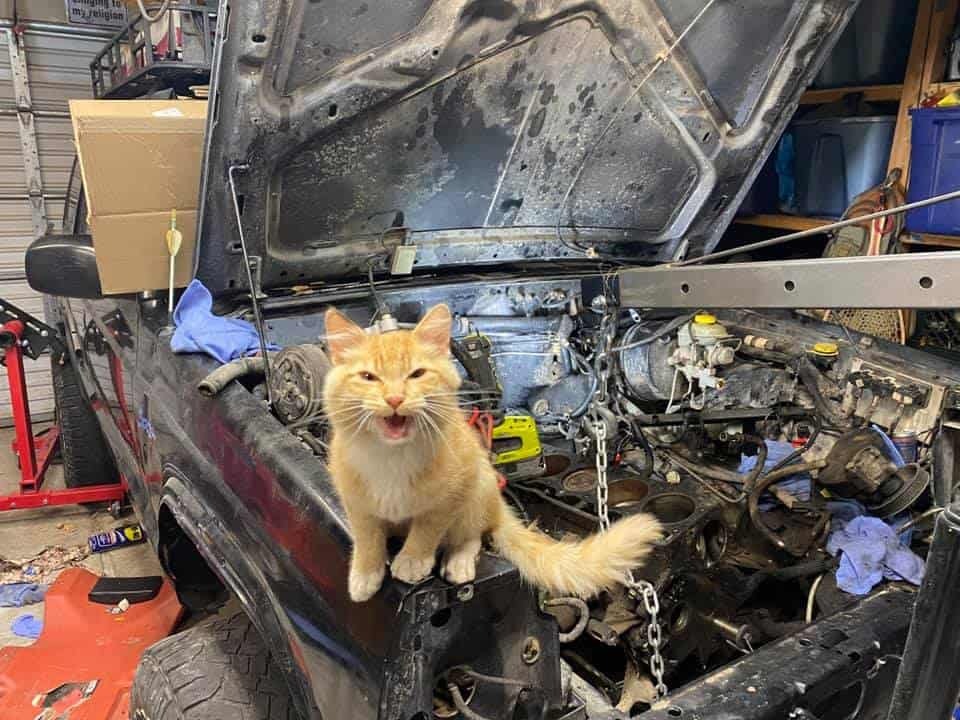 Katze auf dem Auto in der Garage