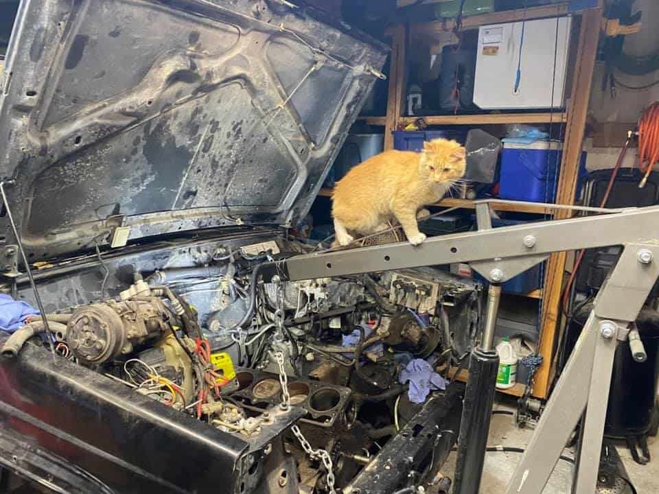 Katze auf dem Auto spazierend