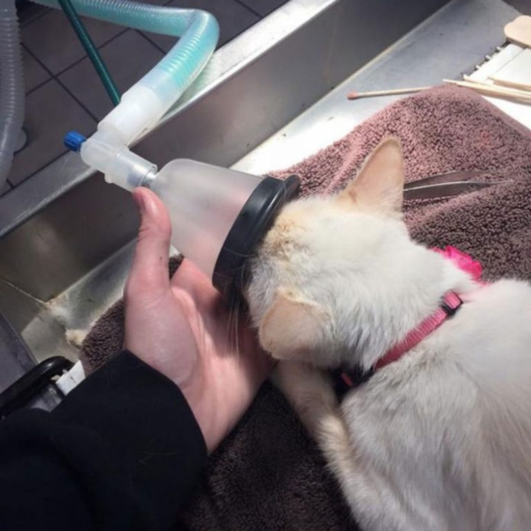 Katze beim Einatmen der Anaesthesie