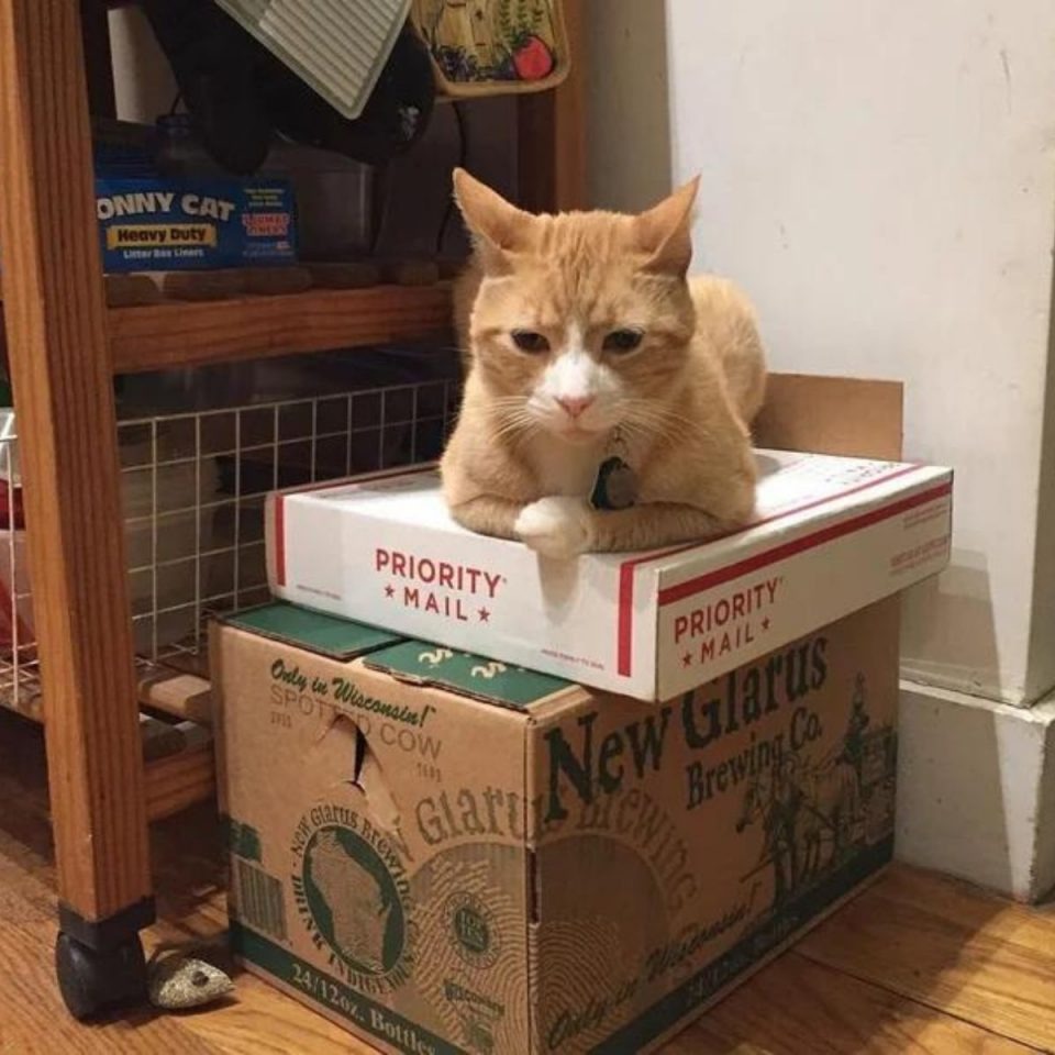 Katze entspannt sich auf Boxen