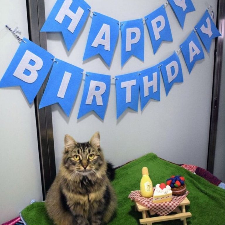 Katze feiert ihren Geburtstag