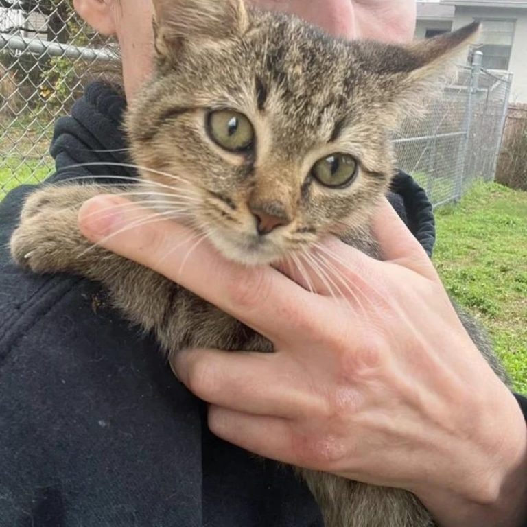 Katze im Arm ihrer Retterin