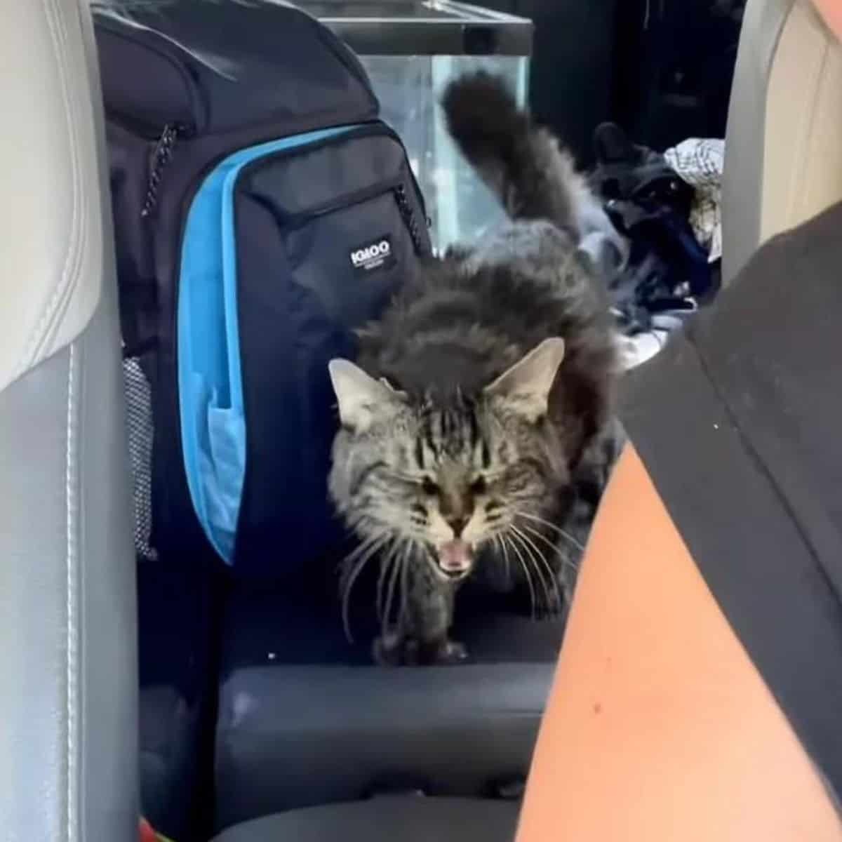 Katze im Auto