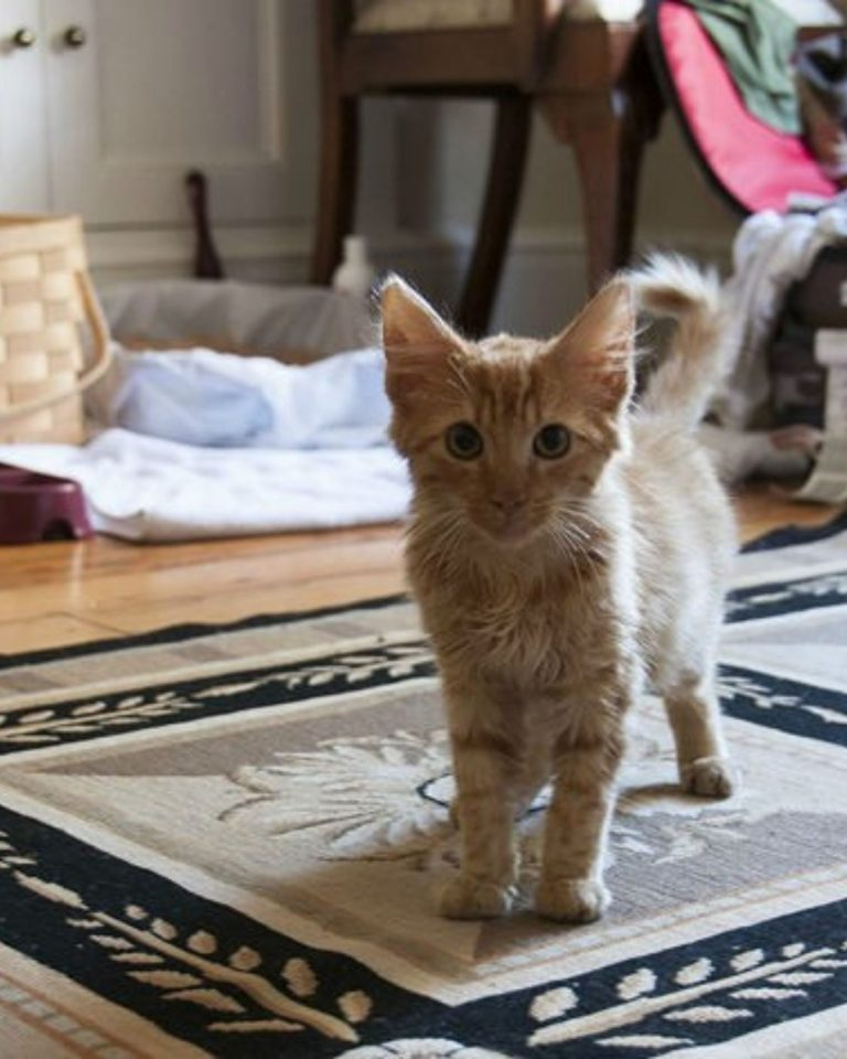 Katze im neuen Zuhause