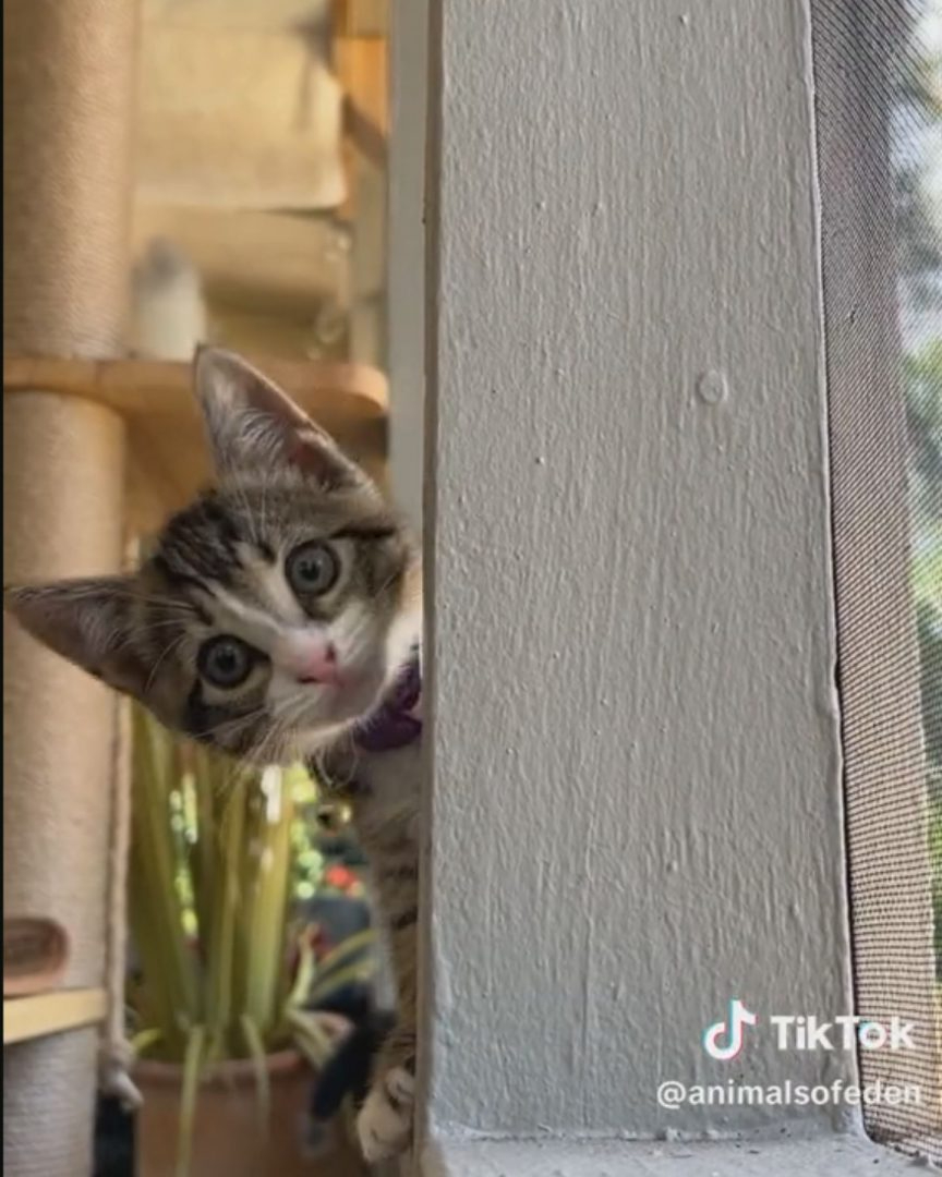 Katze im neuen Zuhause