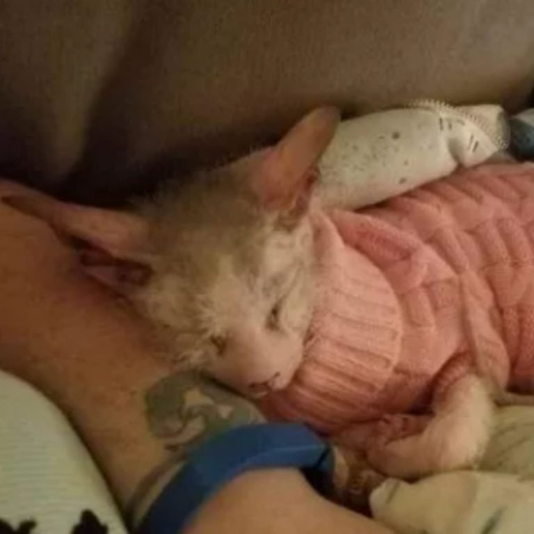 Katze im rosa Pullover schlaeft