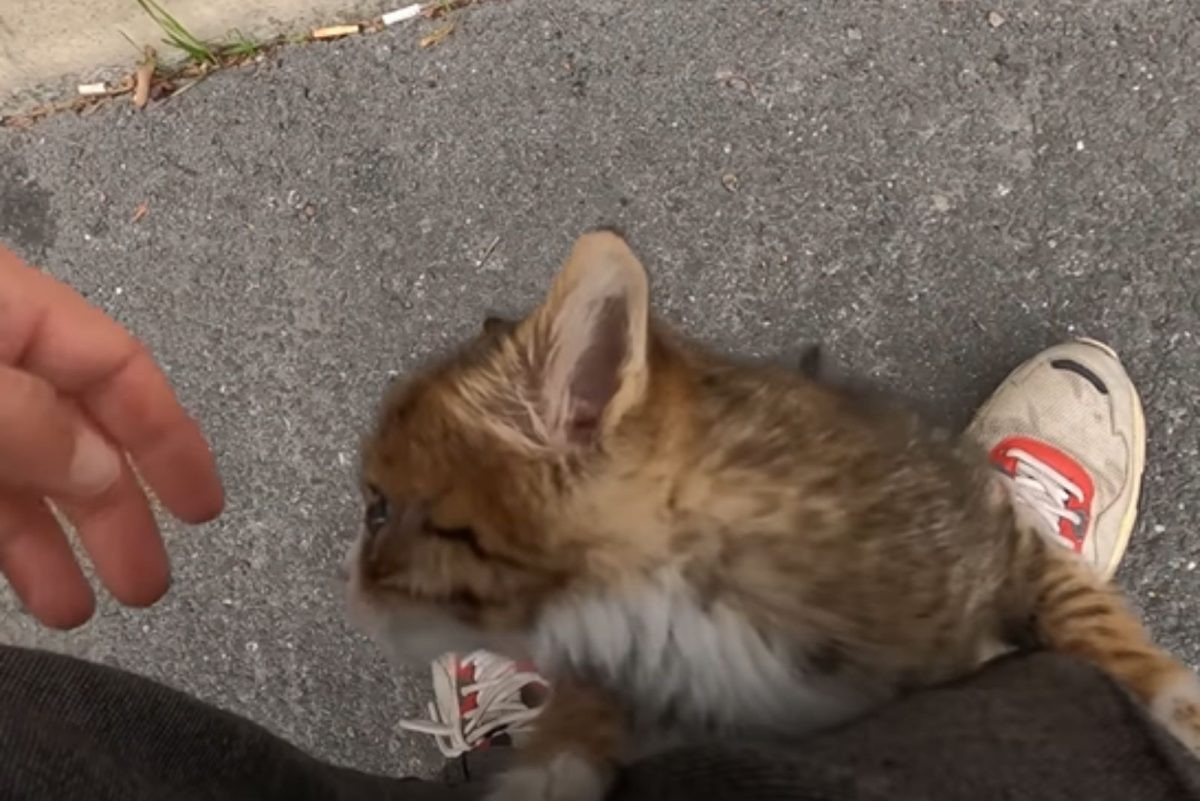 Katze klettert auf dem Bein eines Mannes