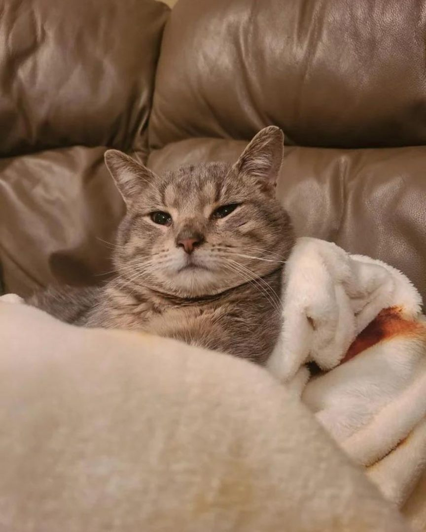 Katze liegt auf einer Decke auf der Couch