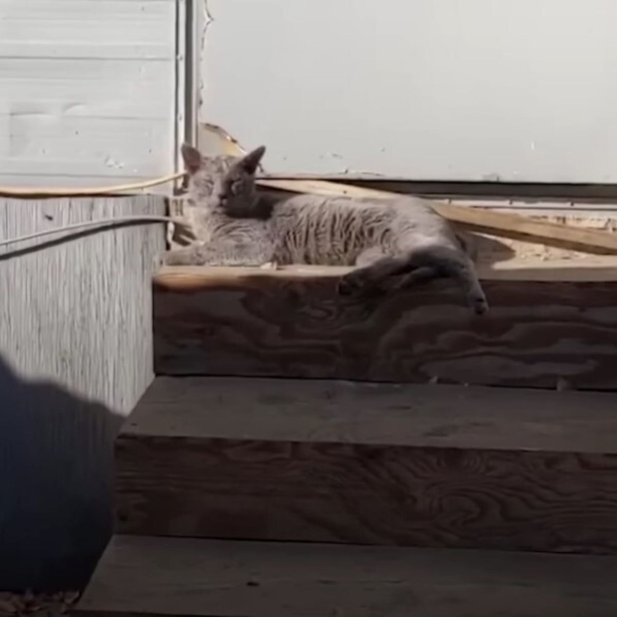 Katze liegt auf einer Treppe