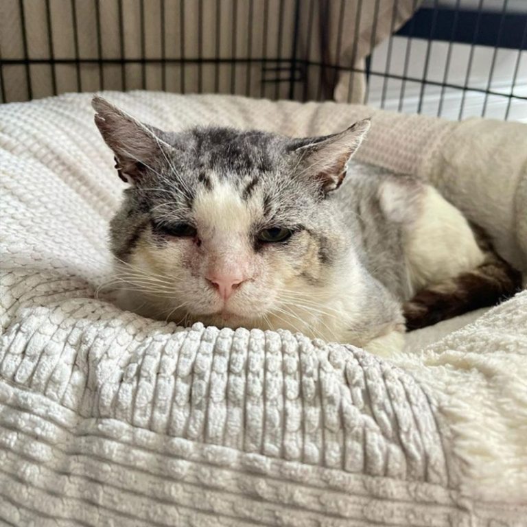 Katze liegt im Katzenbett)