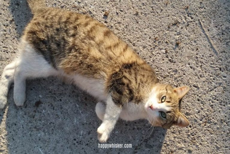 Katze liegt in der Sonne