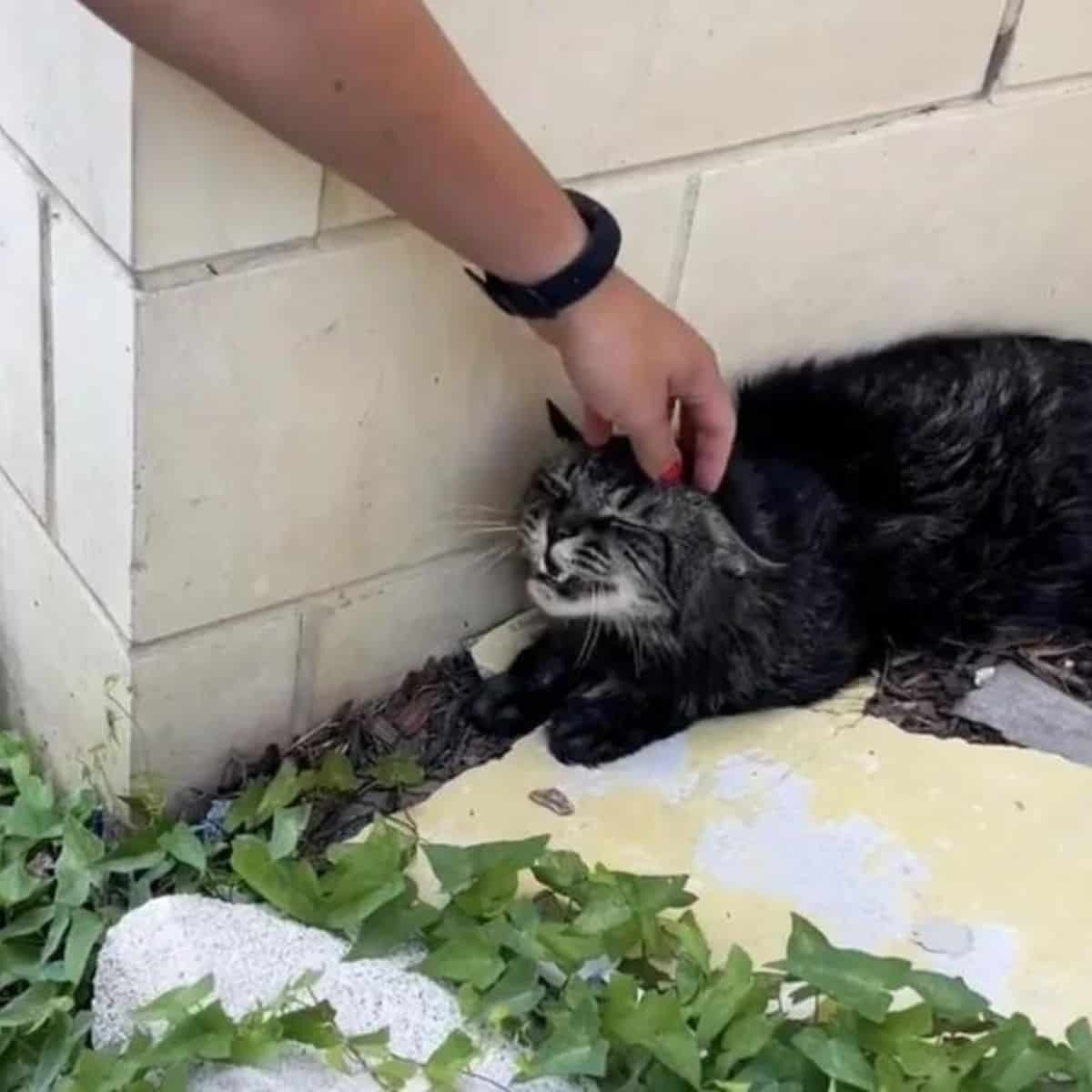 Katze liegt vor einem Gebaeude