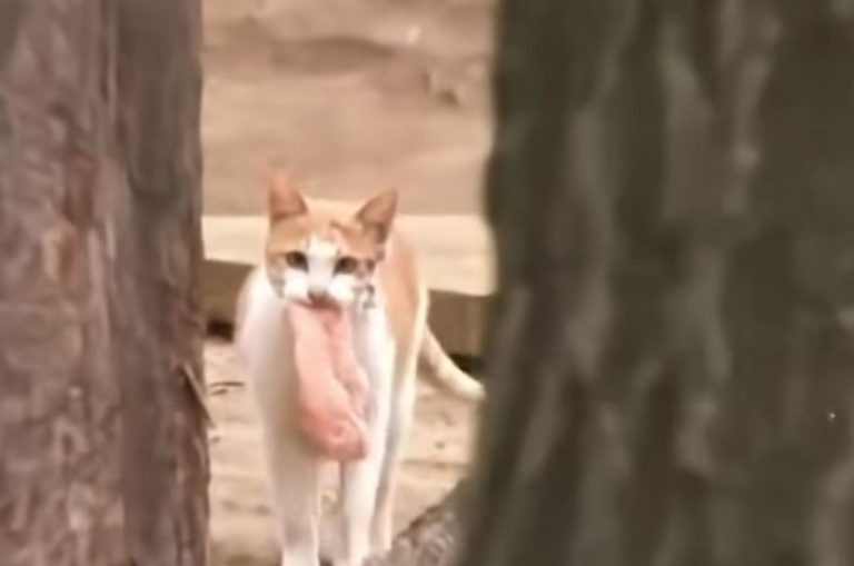 Katze mit Huehnerbruststueck im Maul