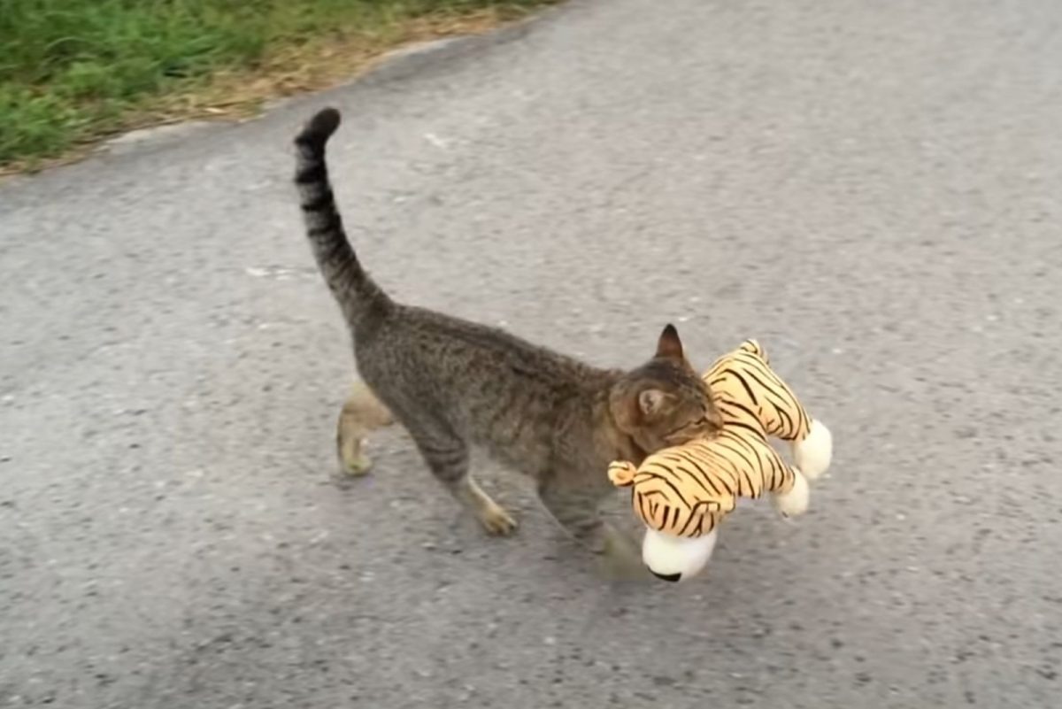 Katze mit Spielzeug im Maul