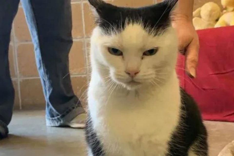 Katze mit einem genervtem Gesichtsausdruck