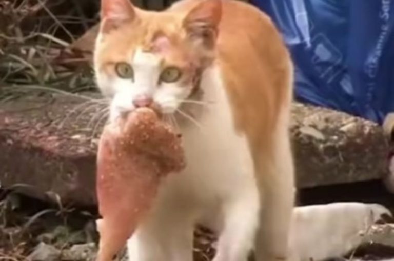 Katze mit einer Huehnerbrust