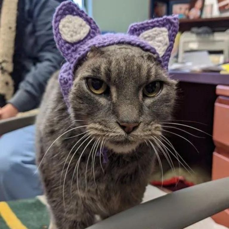 Katze mit einer Muetze mit Ohren