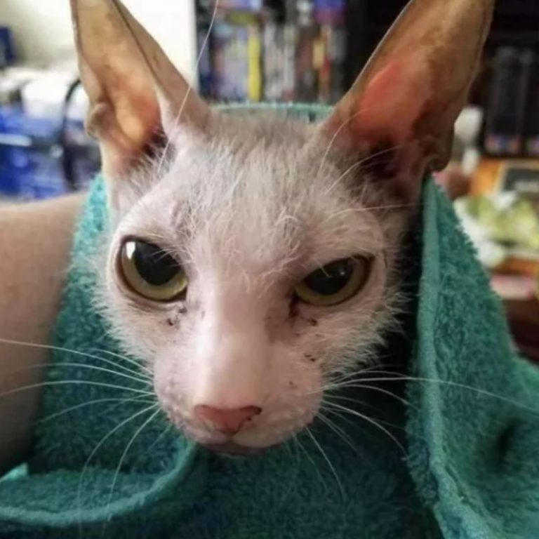 Katze mit genervtem Gesichtsausdruck