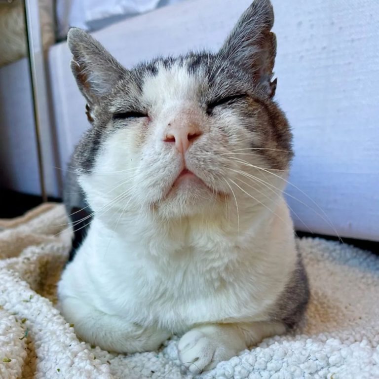 Katze mit geschlossenen Augen