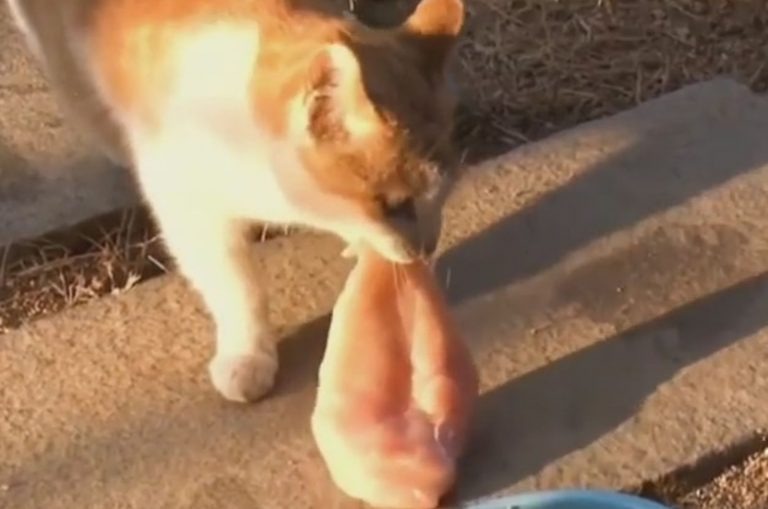 Katze mit ihrem Futter im Maul