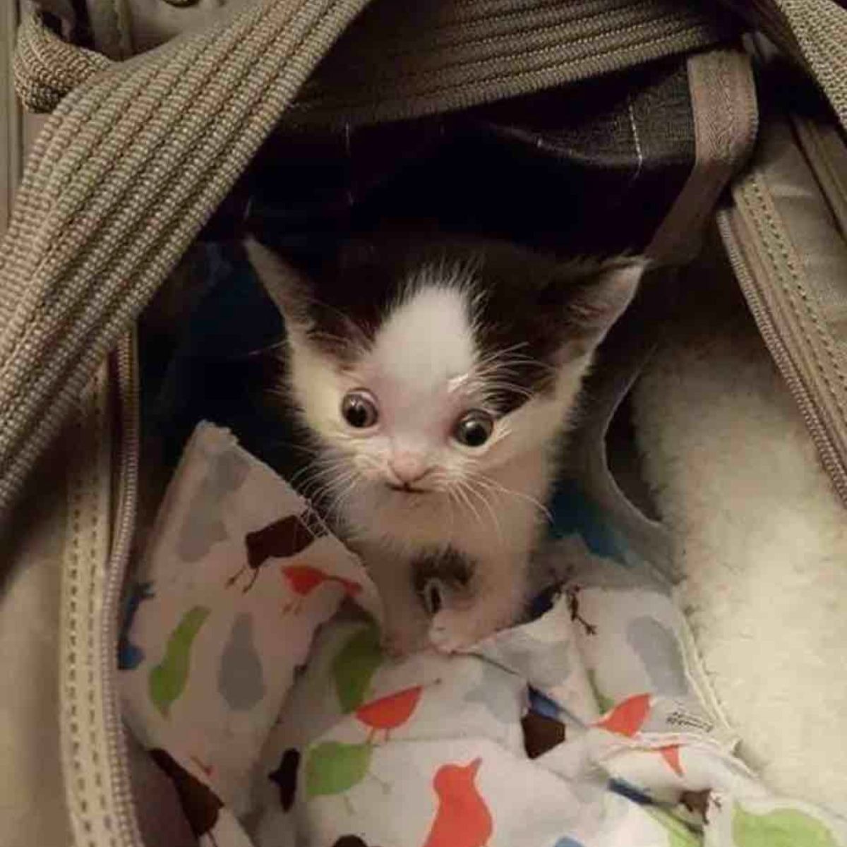 Katze mit ungewoehnichen Augen im Katzenbett